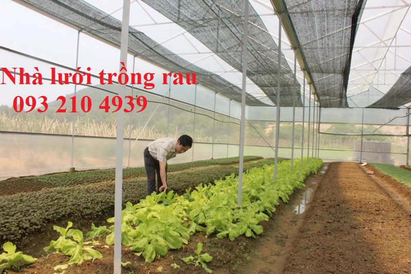 Nông dân Hà Nội trồng rau bằng công nghệ