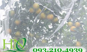 Lưới trùm cây ăn trái chất lượng